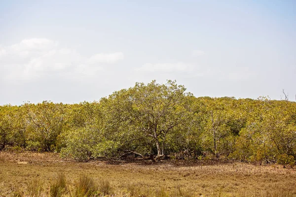 Ein Ökosystem der Mangrovenvegetation — Stockfoto