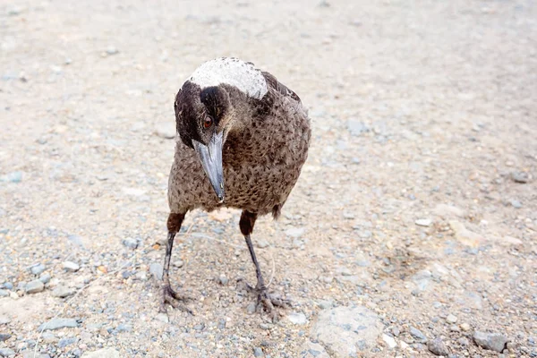 Magpies oczyszczanie dla żywności od ludzi — Zdjęcie stockowe