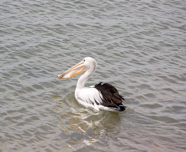 Pelicano com comida em seu bife — Fotografia de Stock