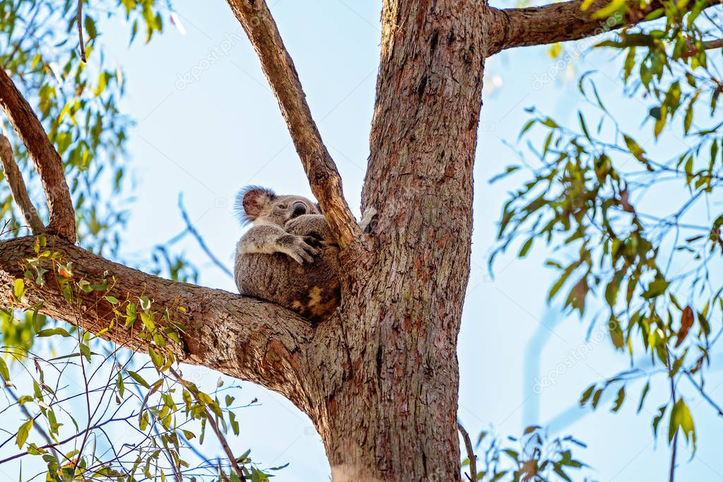 Australian Koala Sitting In A Tree Cuddling It's Joey