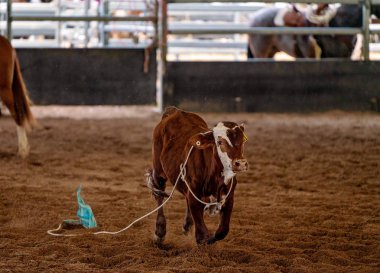 Arenada koşan bir Kement.
