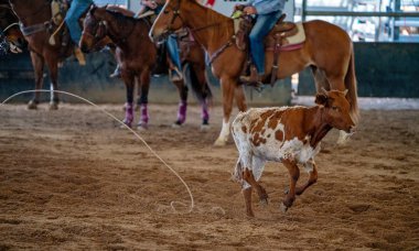 Bir buzağı Kement Olmaktan Kaçar