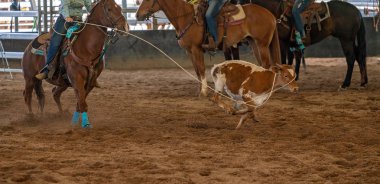 Buzağı boynunda halatla koşuyor.