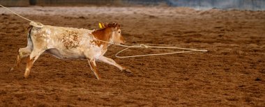 Buzağı boynunda halatla koşuyor.