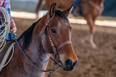 bir at başı yakın çekim