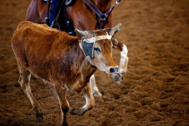 Koşan bir buzağı kovalayan bir at binicisi
