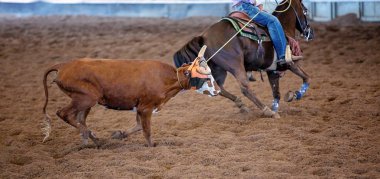Bir At Binicisi Koşan bir Buzağıya Halat Atar