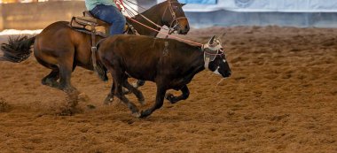 Koşan bir buzağı kovalayan bir at binicisi