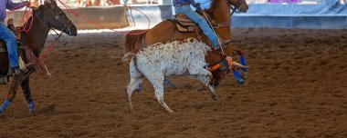 Bir At Binicisi Koşan bir Buzağıya Halat Atar