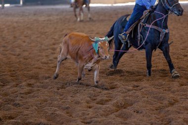 Bir At Binicisi Koşan bir Buzağıya Halat Atar