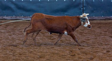 Buzağı boynunda halatla koşuyor.