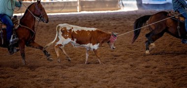 Buzağı boynunda halatla koşuyor.