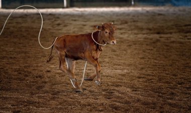 Buzağı boynunda halatla koşuyor.