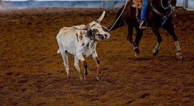 Baldır Takımı Tozlu Arena 'da İp Atlıyor