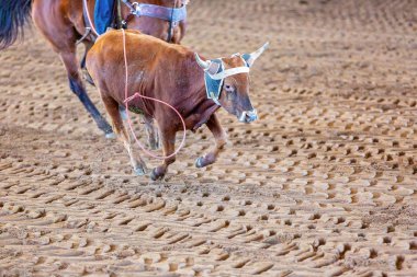 Avustralya 'da Baldır İpi