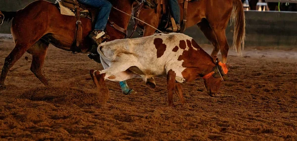 Calf Roping na Austrália — Fotografia de Stock