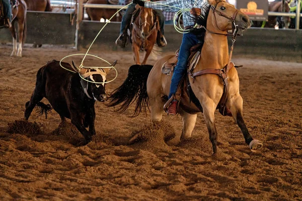 Calf Roping Στην Αυστραλία — Φωτογραφία Αρχείου