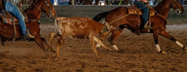 Cowboys lóháton megkötözni egy borjút — Stock Fotó