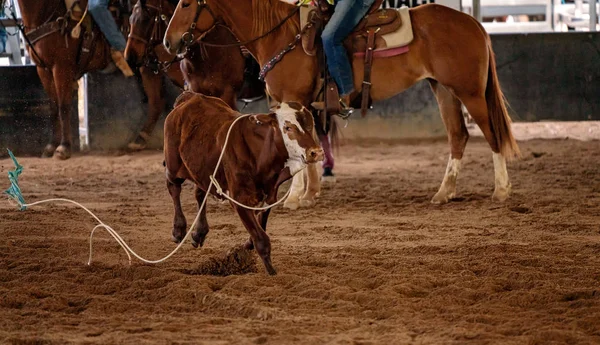 Cowboys lóháton megkötözni egy borjút — Stock Fotó