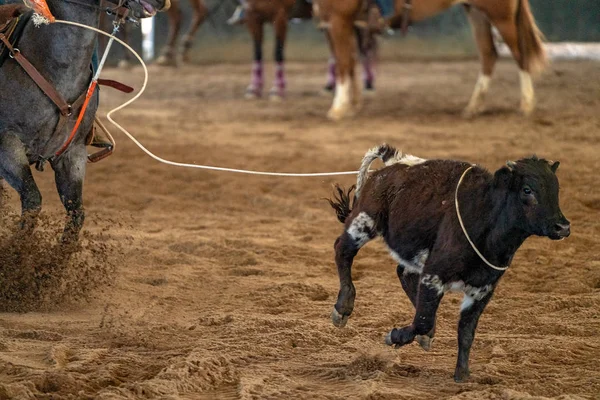 Un vitello lassato che corre in un'arena — Foto Stock
