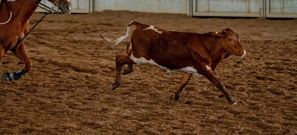 At Sürücüsünden Kaçan Dana