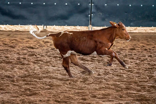 Vitello che corre attraverso la sporcizia — Foto Stock