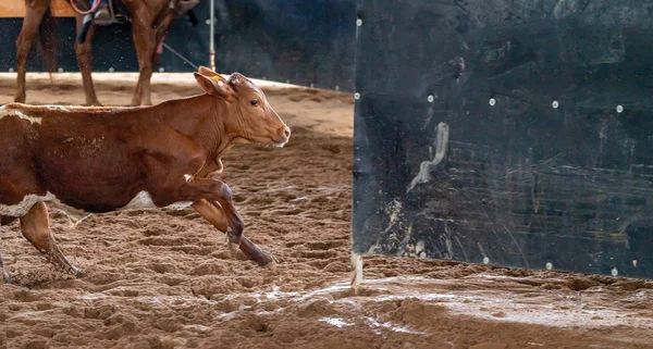 Vitello che corre verso il suo corral — Foto Stock