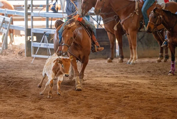 Cowboy lassoing een rennende stuurman — Stockfoto