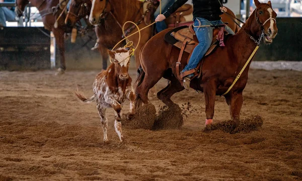 Rodeio de cavalo Stok Foto, Rodeio de cavalo Gambar Bebas Royalti ...