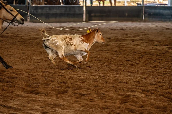 Calf τρέχει με σχοινί γύρω από το λαιμό του — Φωτογραφία Αρχείου