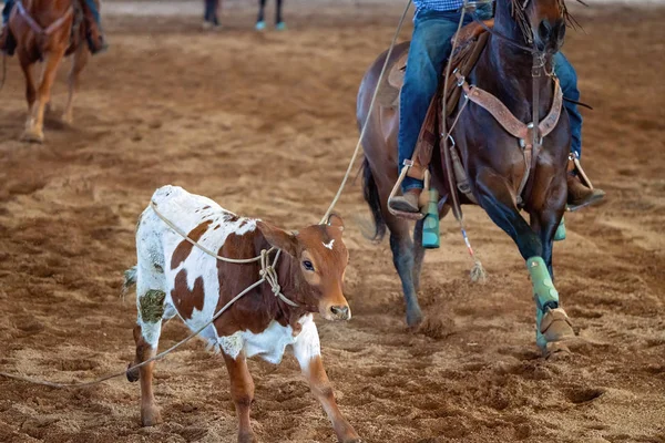 Cavalier Lassoing Un veau en cours d'exécution — Photo