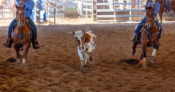 Calf τρέχει με σχοινί γύρω από το λαιμό του — Φωτογραφία Αρχείου