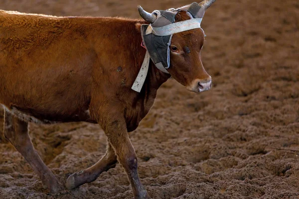 Primo piano di un vitello in esecuzione — Foto Stock