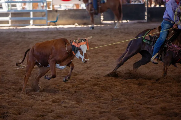 Baldır Takımı Tozlu Arena 'da İp Atlıyor
