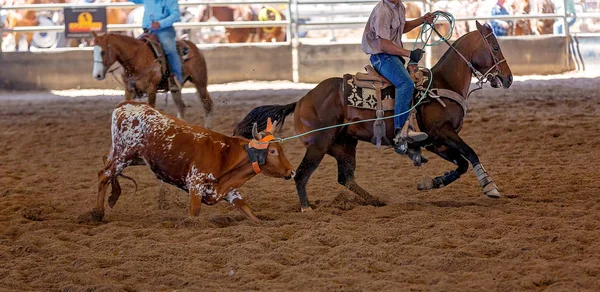 Baldır Takımı Tozlu Arena 'da İp Atlıyor
