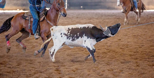 Baldır Takımı Tozlu Arena 'da İp Atlıyor
