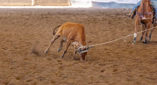 Calf Roping na Austrália — Fotografia de Stock