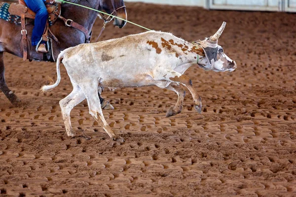Avustralya 'da Baldır İpi