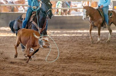 Avustralya 'da Baldır İpi
