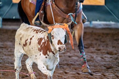 Avustralya 'da Baldır İpi