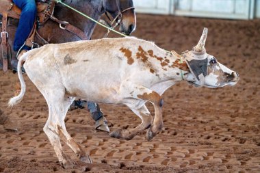 Avustralya 'da Baldır İpi