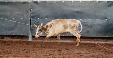 Avustralya 'da Baldır İpi