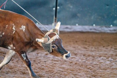 Avustralya 'da Baldır İpi