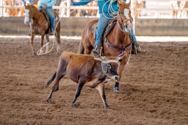 Avustralya 'da Baldır İpi