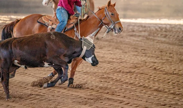 Calf Roping Στην Αυστραλία — Φωτογραφία Αρχείου