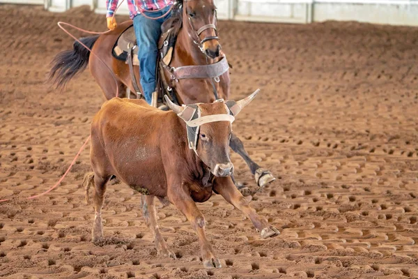 Calf Roping Στην Αυστραλία — Φωτογραφία Αρχείου