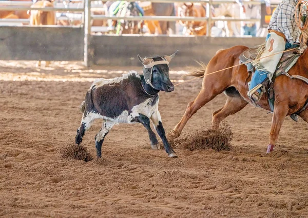 Calf Roping Στην Αυστραλία — Φωτογραφία Αρχείου