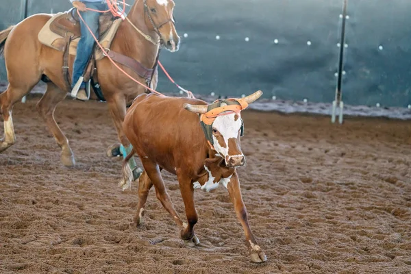 Calf Roping Στην Αυστραλία — Φωτογραφία Αρχείου