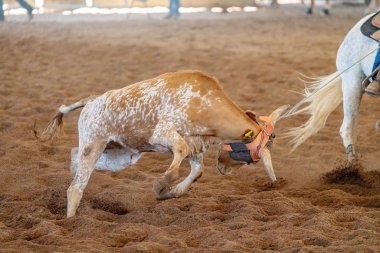 Avustralya 'da Baldır İpi