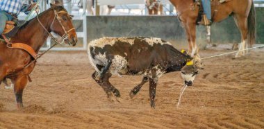 Avustralya 'da Baldır İpi